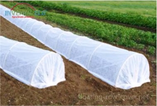 Floating row cover as protection against birds and insects attack