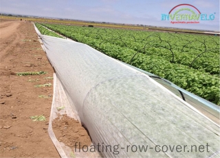 Invernavelo Floating row cover over outdoor on pepper crop field
