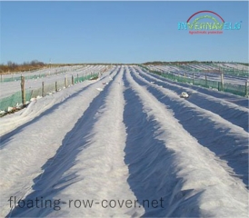 Floating row cover protecting full field against freeze and cold on winter