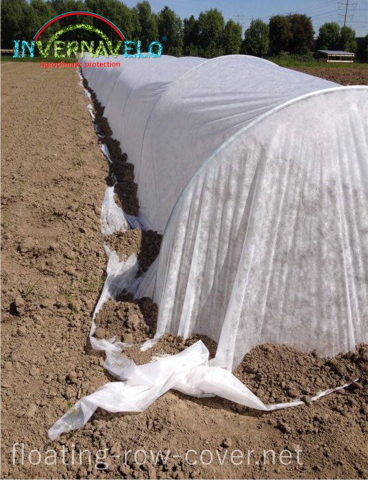 Floating row cover protecting aromatics microtunnel againts birds