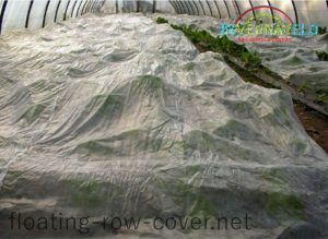 frost protection blanket in greenhouse