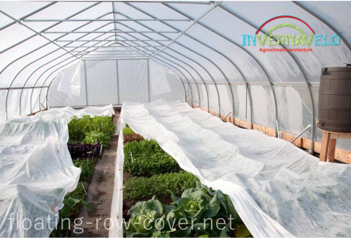 Greenhouse protected with floating row cover against cold, birds, insects and aphids