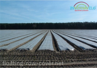 Invernavelo floating row cover on outdoors freeze protection