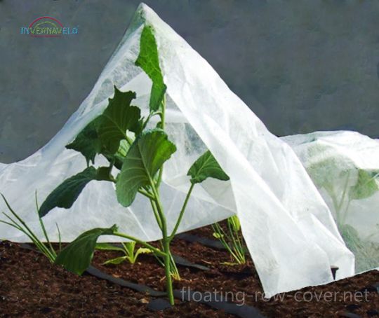 The floating row cover is so light that can be used directly over plants, as we can see here