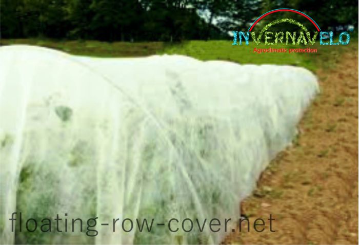 view of vegetables microtunnel with Invernavelo floating row cover
