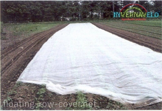 vegetables field with floating row cover directly protection againts insects, birds and cold