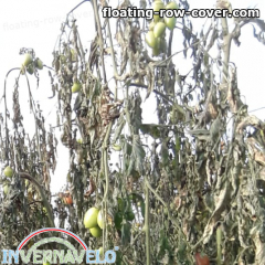 tomato crops damaged by frost.